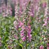 Roots Plants Foxglove 'Pink Panther' | Digitalis Perennials