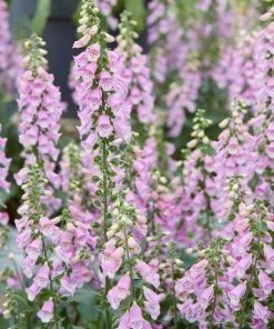 Roots Plants Foxglove 'Pink Panther' | Digitalis Perennials