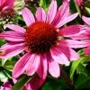 Roots Plants Perennials Echinacea 'Chunky Purple'