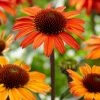 Roots Plants Perennials Echinacea 'Sunseekers Orange'