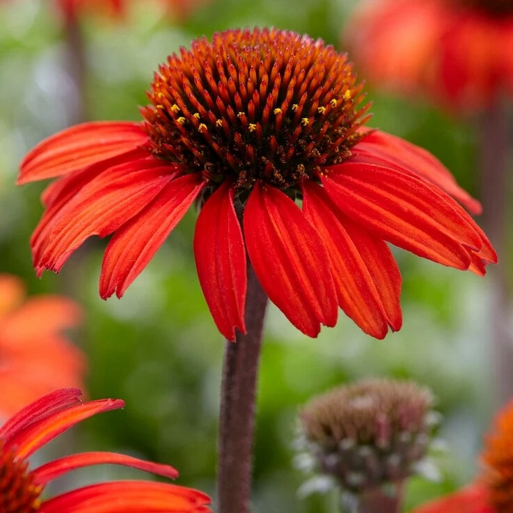 Roots Plants Echinacea 'Sunseekers Red' Perennials Roots Plants Echinacea 'Sunseekers Red' Perennials