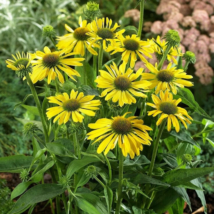 Roots Plants Echinacea 'Sunseekers Yellow' Perennials Roots Plants Echinacea 'Sunseekers Yellow' Perennials