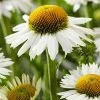 Roots Plants Echinacea 'White Meditation' Perennials
