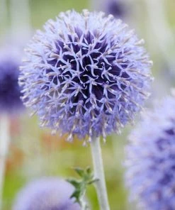 Roots Plants Perennials Echinops 'Ritro'