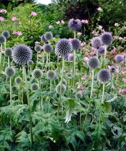 Roots Plants Perennials Echinops'Ritro'