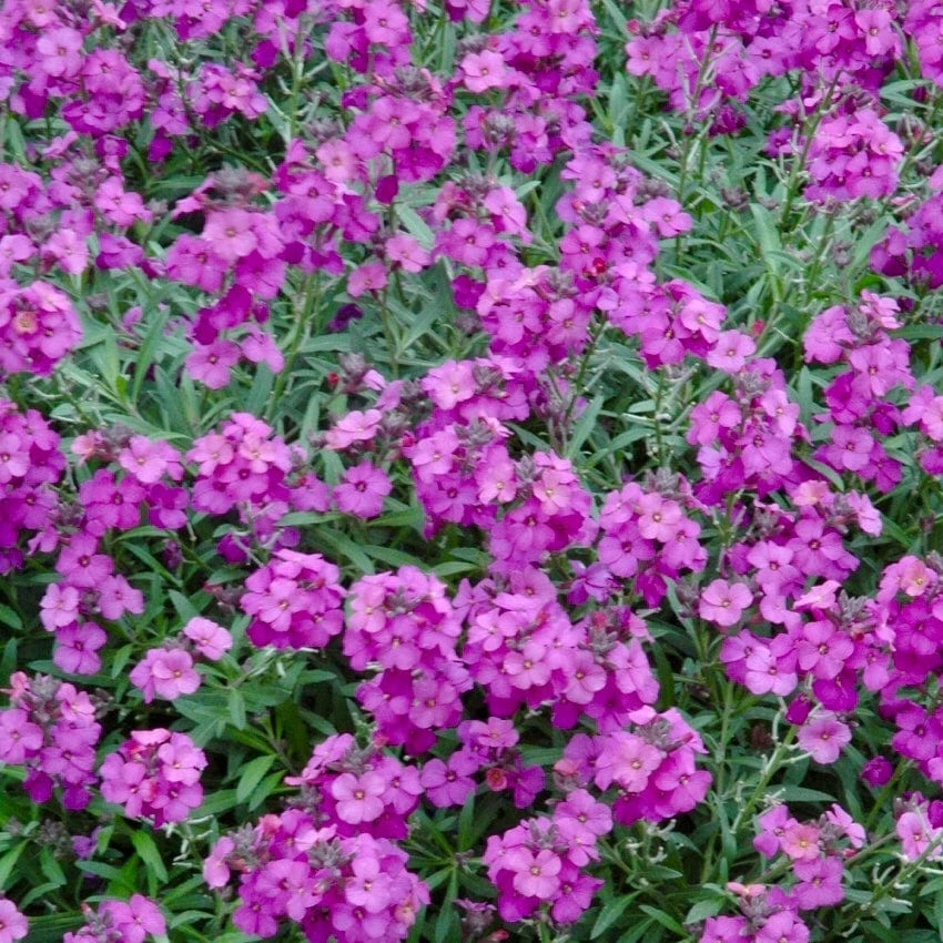 Roots Plants Perennials Erysimum 'Wallflower Poem Lilac' Roots Plants Perennials Erysimum 'Wallflower Poem Lilac'
