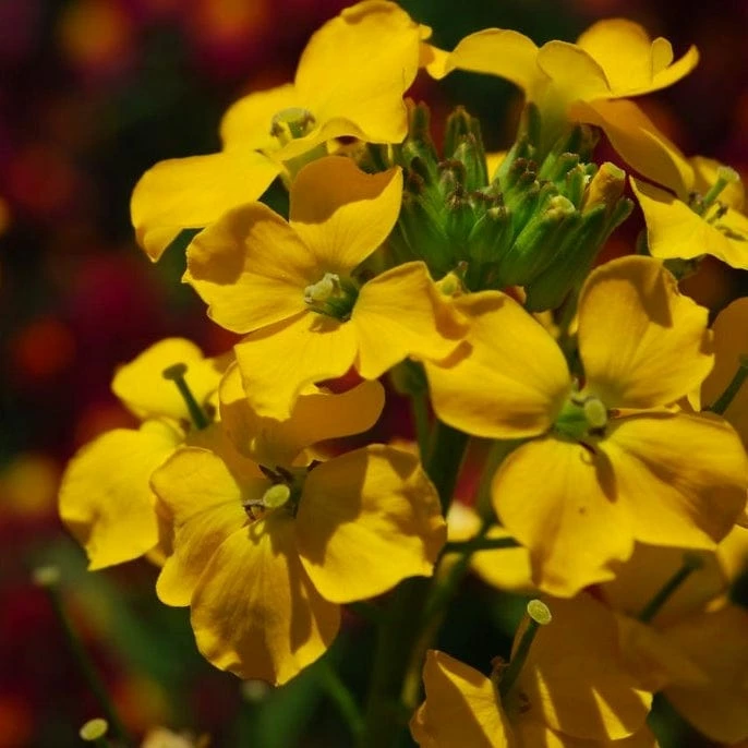 Roots Plants Perennials Erysimum 'Wallflower Winter Power' Roots Plants Perennials Erysimum 'Wallflower Winter Power'