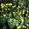Roots Plants Perennials Erysimum 'Wallflower Winter Power' 1 Roots Plants Perennials Erysimum 'Wallflower Winter Power'