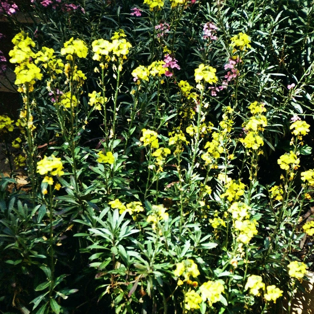 Roots Plants Perennials Erysimum 'Wallflower Winter Power' Roots Plants Perennials Erysimum 'Wallflower Winter Power'