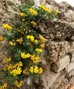 Roots Plants Perennials Erysimum 'Wallflower Winter Power' 4 Roots Plants Perennials Erysimum 'Wallflower Winter Power'