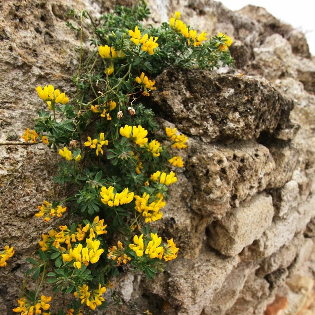 Roots Plants Perennials Erysimum 'Wallflower Winter Power' Roots Plants Perennials Erysimum 'Wallflower Winter Power'