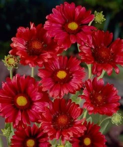 Roots Plants Gaillardia 'Mesa Red'