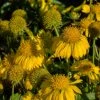 Roots Plants Perennials Gaillardia 'Mesa Yellow' 1 Roots Plants Perennials Gaillardia 'Mesa Yellow'