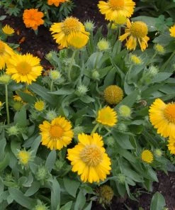 Roots Plants Perennials Gaillardia 'Mesa Yellow'