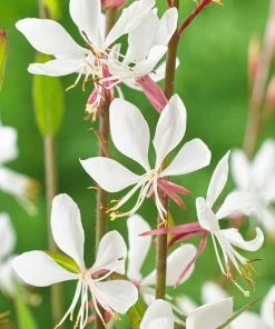 Roots Plants Perennials Gaura 'Whirling Butterflies'