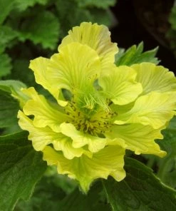 Roots Plants Geum 'Banana Daquiri'
