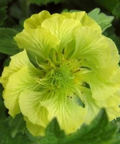 Roots Plants Geum 'Banana Daquiri'