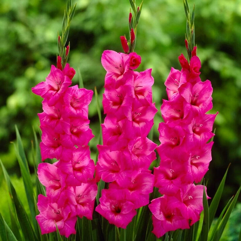 Roots Plants Perennials Gladioli 'Fidelio' Roots Plants Perennials Gladioli 'Fidelio'