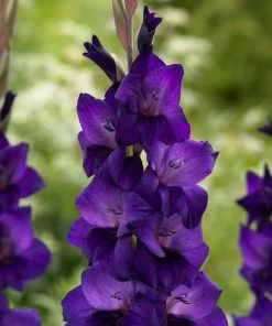 Roots Plants Gladioli 'Purple Flora' Perennials 4 Roots Plants Gladioli 'Purple Flora' Perennials