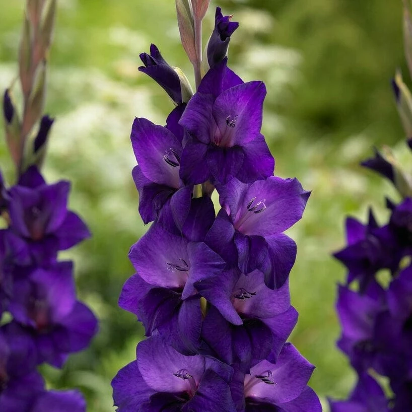 Roots Plants Gladioli 'Purple Flora' Perennials Roots Plants Gladioli 'Purple Flora' Perennials