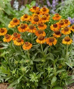 Roots Plants Helenium 'Short N Sassy'