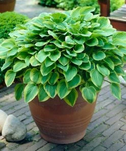 Roots Plants Hosta 'Gold Tiara'