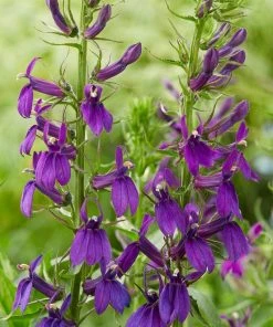 Roots Plants Lobelia 'Starship Blue'