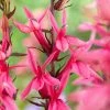 Roots Plants Perennials Lobelia 'Starship Rose'