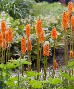 Roots Plants Kniphofia 'Pyromania Orange Blaze' Perennials