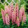 Roots Plants Lupin 'Pink'