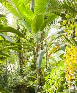 Roots Plants Musa 'basjoo'