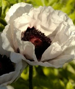 Roots Plants Papaver 'Collection - 6 X 10.5cm Plants'