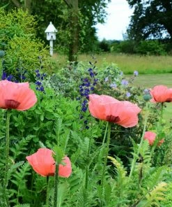Roots Plants Papaver 'Collection - 6 X 10.5cm Plants'