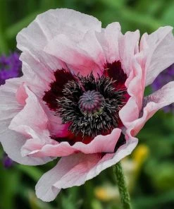 Roots Plants Papaver 'Princess Victoria Louise'