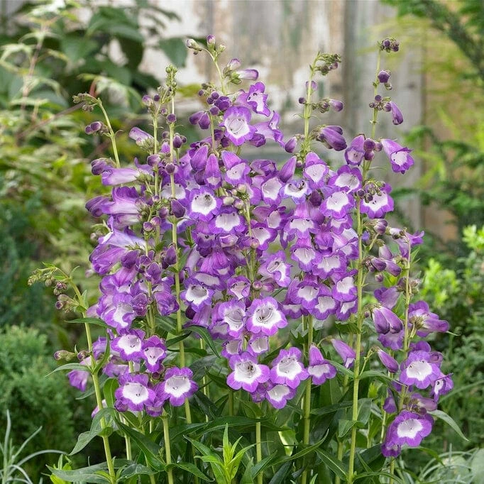 Roots Plants Perennials Penstemon 'Pensham Czar' Roots Plants Perennials Penstemon 'Pensham Czar'