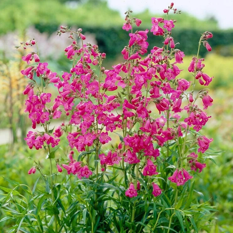 Roots Plants Penstemon 'Pensham Just Jayne' Perennials Roots Plants Penstemon 'Pensham Just Jayne' Perennials