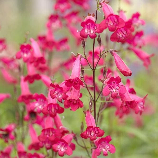Roots Plants Penstemon 'Pensham Just Jayne' Perennials Roots Plants Penstemon 'Pensham Just Jayne' Perennials