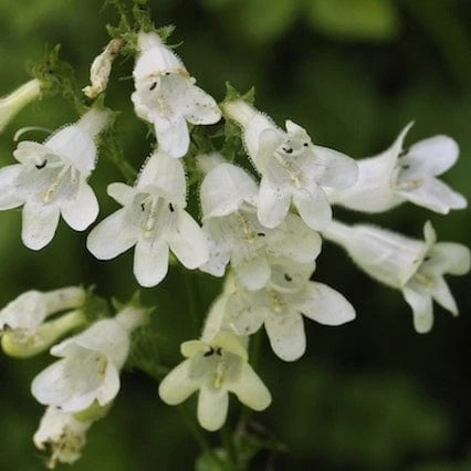 Roots Plants Penstemon 'Pensham Wedding Day' Perennials Roots Plants Penstemon 'Pensham Wedding Day' Perennials