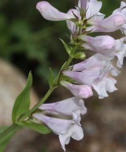 Roots Plants Penstemon 'Pensham Wedding Day' Perennials 4 Roots Plants Penstemon 'Pensham Wedding Day' Perennials