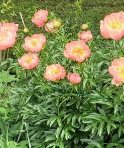 Roots Plants Peony 'Coral Charm'