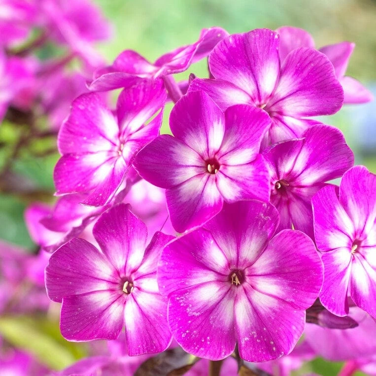 Roots Plants Phlox 'Famous Purple' Perennials Roots Plants Phlox 'Famous Purple' Perennials