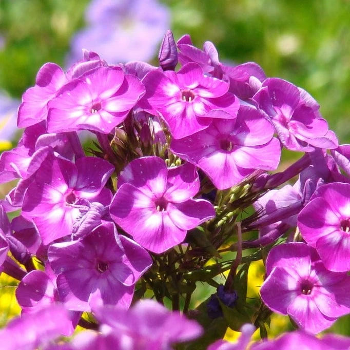 Roots Plants Phlox 'Famous Purple' Perennials Roots Plants Phlox 'Famous Purple' Perennials
