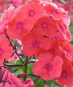 Roots Plants Phlox 'Sweet Summer Orange Rose' Perennials 4 Roots Plants Phlox 'Sweet Summer Orange Rose' Perennials