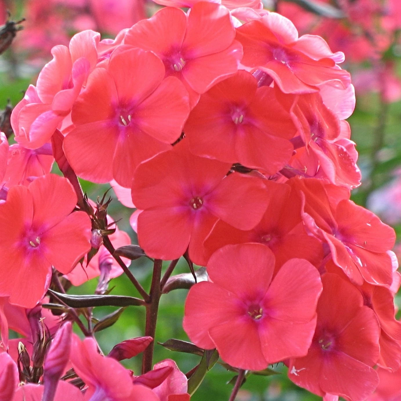 Roots Plants Phlox 'Sweet Summer Orange Rose' Perennials Roots Plants Phlox 'Sweet Summer Orange Rose' Perennials