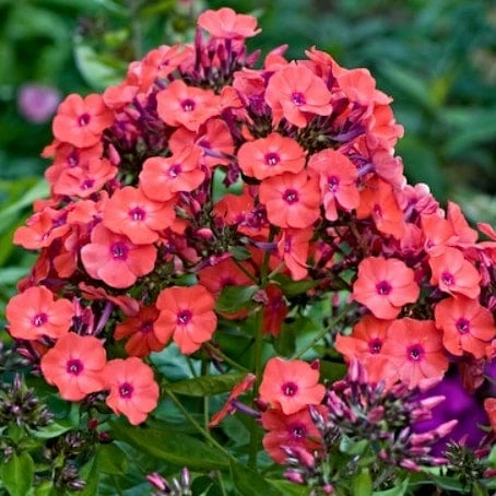 Roots Plants Phlox 'Sweet Summer Orange Rose' Perennials Roots Plants Phlox 'Sweet Summer Orange Rose' Perennials