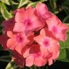 Roots Plants Phlox 'Sweet Summer Orange Rose' Perennials 1 Roots Plants Phlox 'Sweet Summer Orange Rose' Perennials