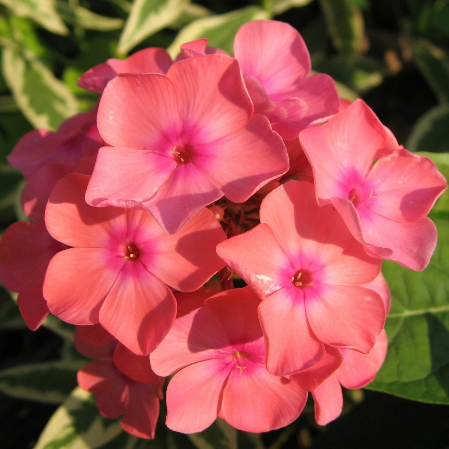 Roots Plants Phlox 'Sweet Summer Orange Rose' Perennials Roots Plants Phlox 'Sweet Summer Orange Rose' Perennials