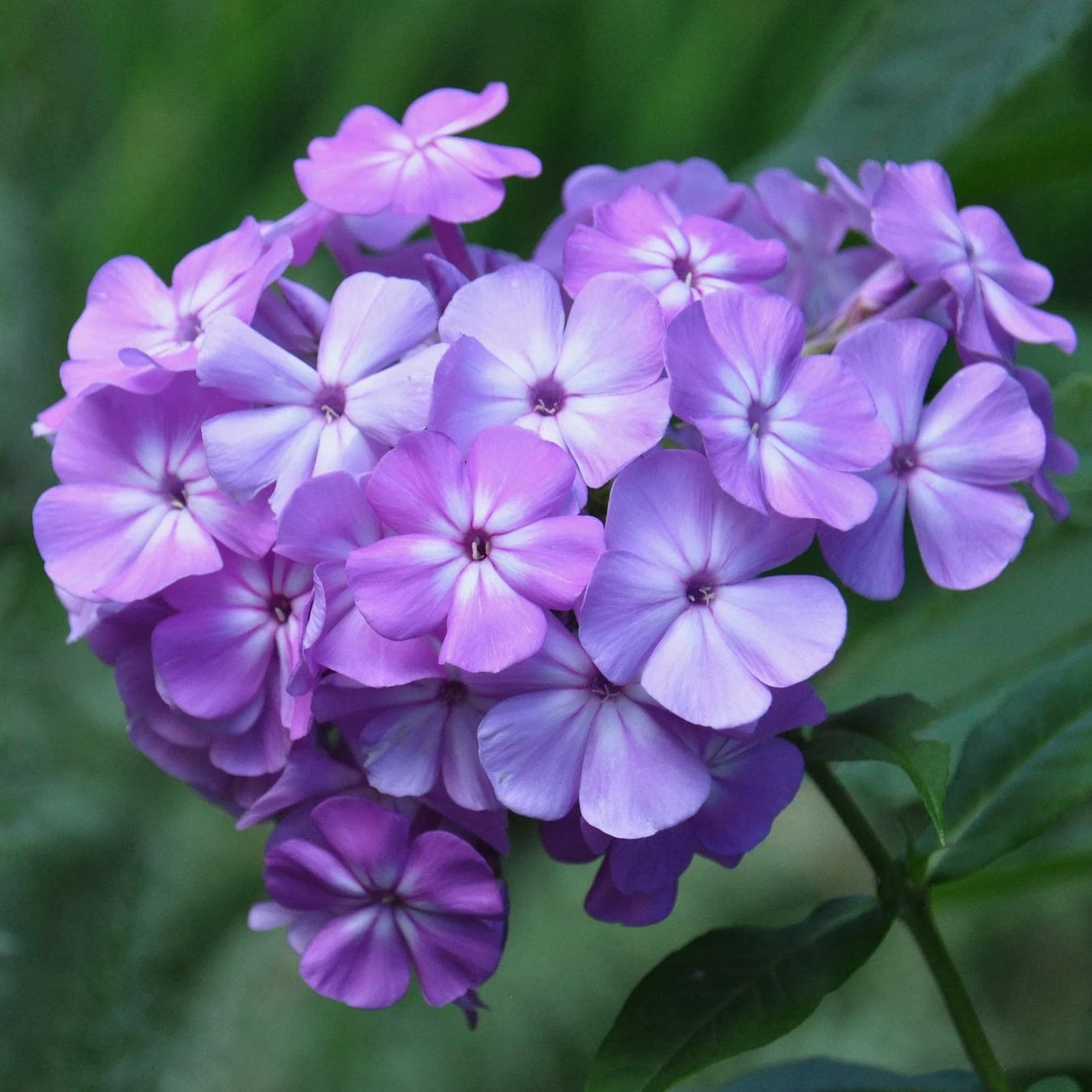 Roots Plants Phlox 'Sweet Summer Violet White' Roots Plants Phlox 'Sweet Summer Violet White'