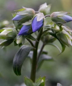 Roots Plants Polemonium 'Bressingham Purple' Perennials 4 Roots Plants Polemonium 'Bressingham Purple' Perennials