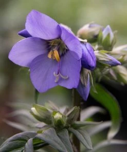 Roots Plants Polemonium 'Bressingham Purple' Perennials 5 Roots Plants Polemonium 'Bressingham Purple' Perennials